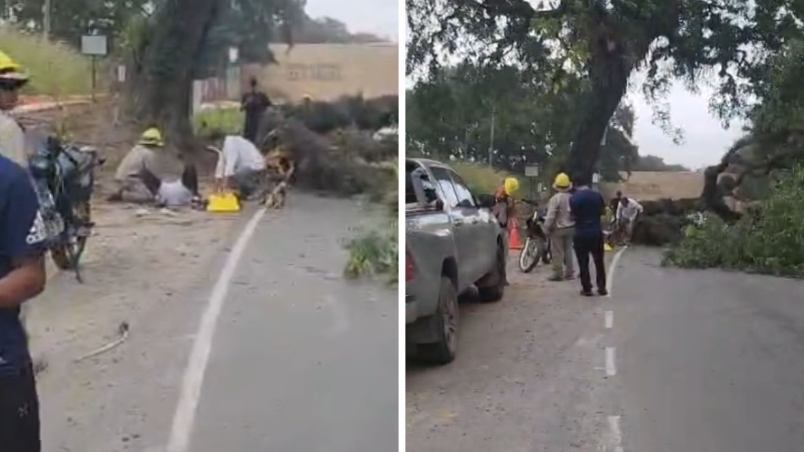 Herido por el temporal de viento.