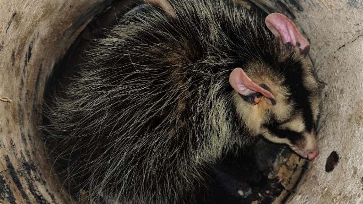 CAFAJu: Encontraron una comadreja en la Casa Hogar del Niño