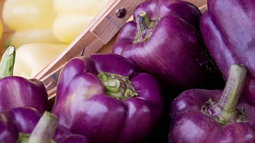 Yuto apuesta por el morrón violeta, una variedad que sorprende