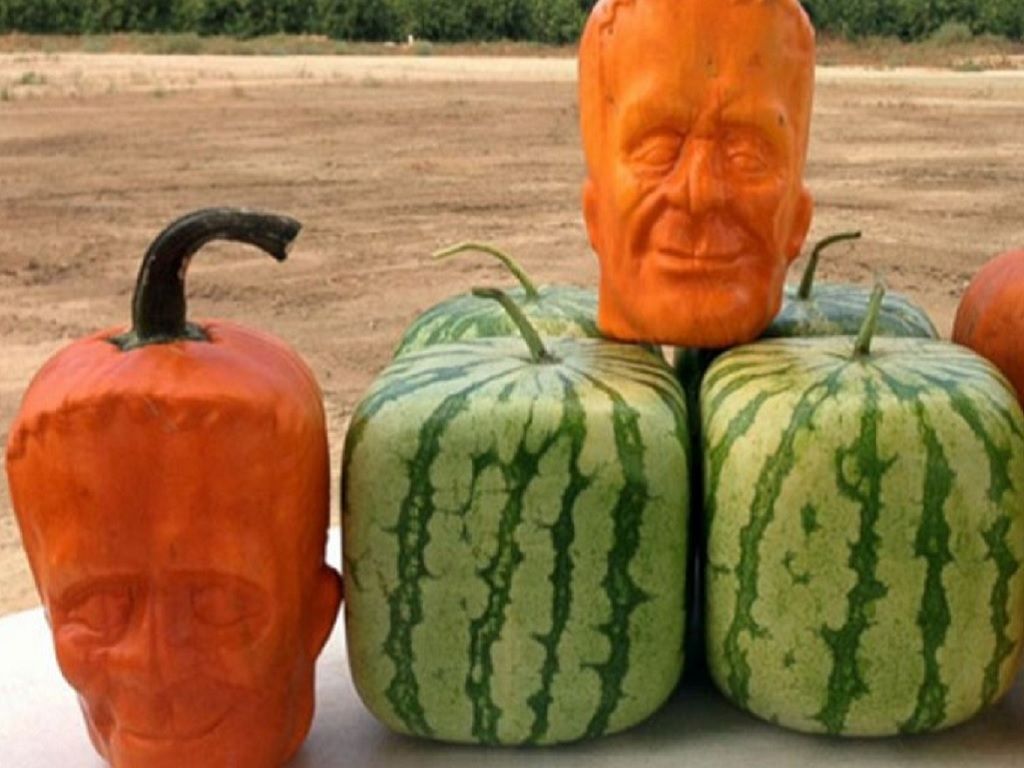 Calabazas con cara de Frankenstein.