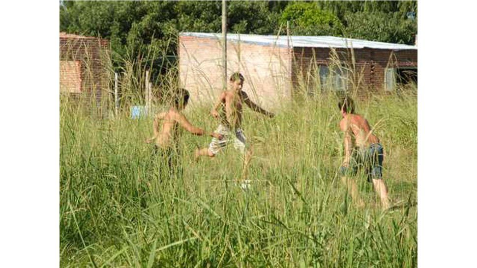 Yuyos altos