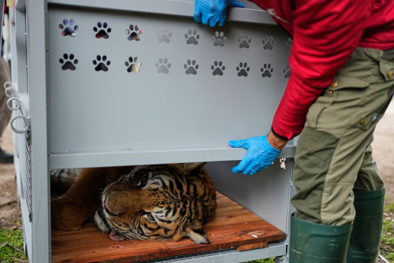 Después de años de cautiverio, 30 leones y tigres dejarán el exzoológico de Luján