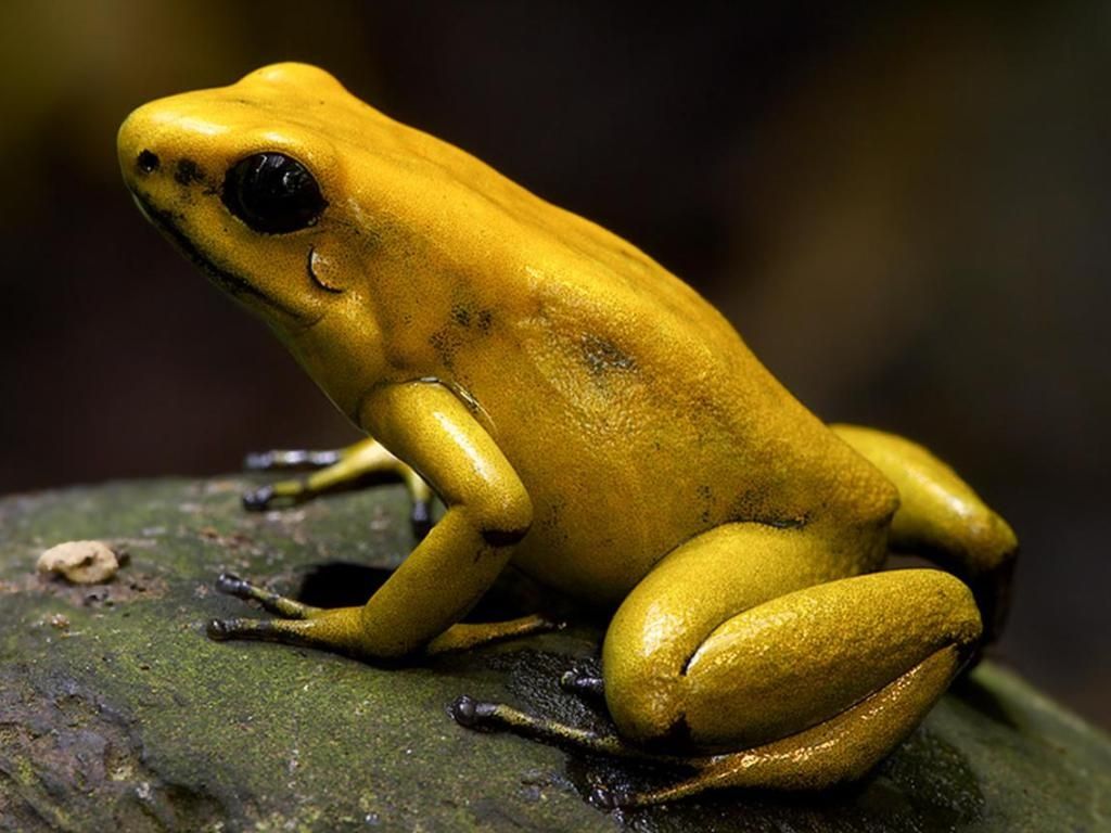 Rana venenosa