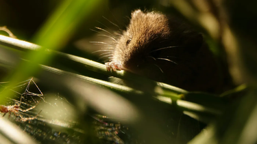 Hantavirus.