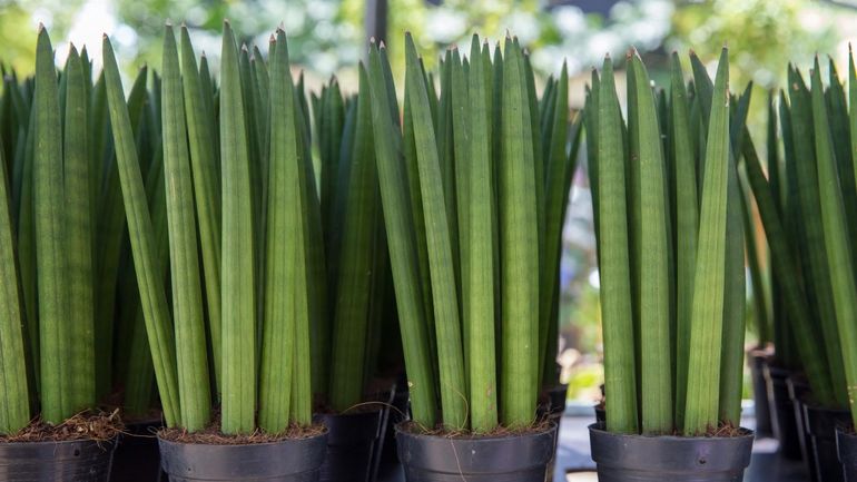 Cuáles son las 4 plantas de interior más fáciles de cuidar