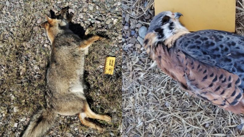 Animales atropellados en las rutas de Jujuy