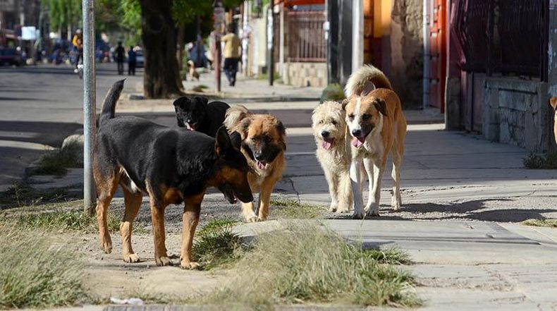 Alto Comedero: alertan que hay cientos de perros abandonados en distintos sectores