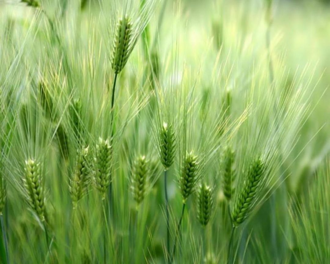 Trigo más que arroz