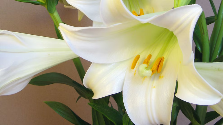 Las plantas como los lirios de la especie Lilium longiflorum pueden ser altamente tóxicos para los gatos/Wikipedia