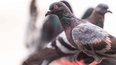 Las palomas son un problema en algunas casas.