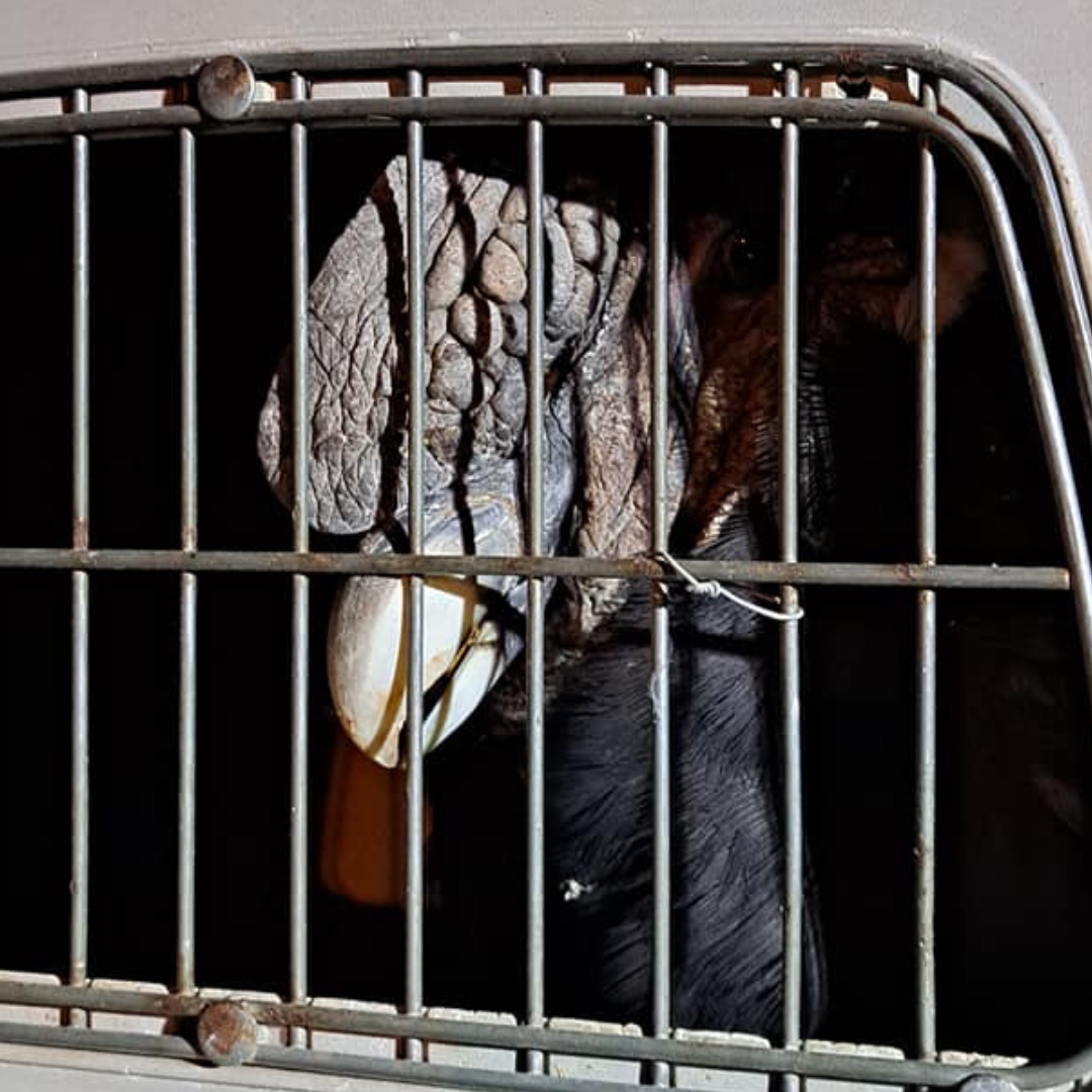 fauna: rescataron un condor en purmamarca