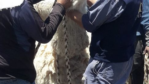 Todo Jujuy | llamas -  (1).jpeg