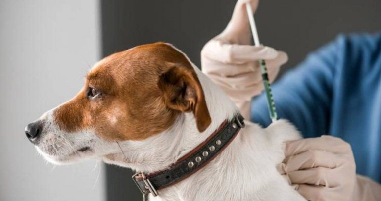 Vacuna Carnivac-Cov para animales - Impulsada por Rusia