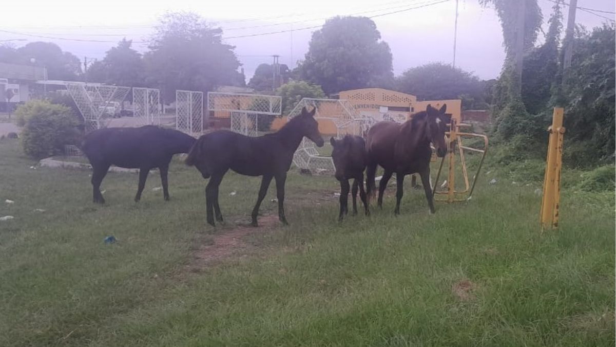 Secuestraron 5 caballos sueltos en Yuto, departamento Ledesma