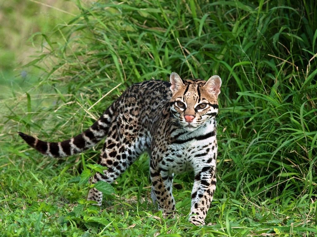 ocelote