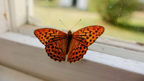 Todo Jujuy | mariposas en la casa.jpg