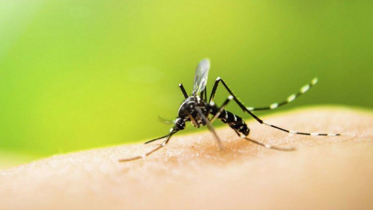 Vacunación contra la fiebre amarilla.