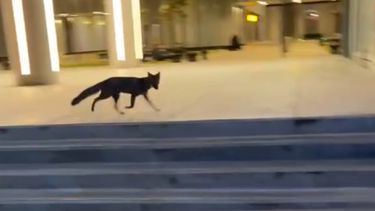 Un zorro sorprendió en el centro de San Salvador de Jujuy