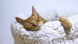 Dónde deben dormir los gatos en las noches frías, según expertos.