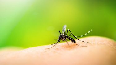 Especialistas alertaron sobre un nuevo brote de dengue.&nbsp;