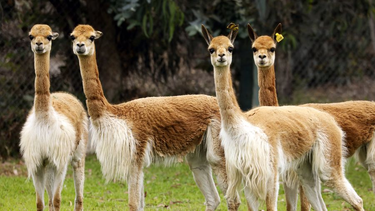 Vicuñas (foto ilustrativa)