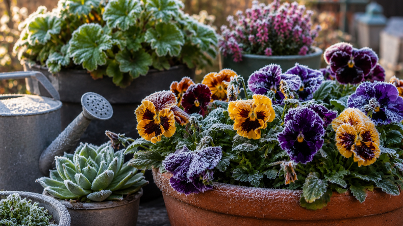 Plantas para invierno en Jujuy - Foto generada con IA