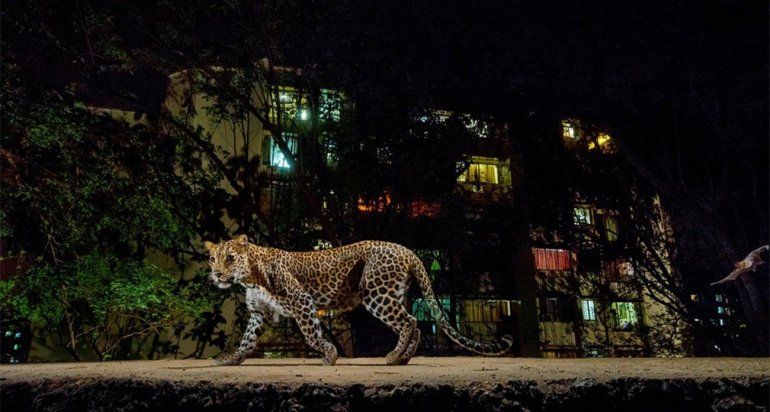 leopardo-4.jpg.imgw.1280.1280.jpeg