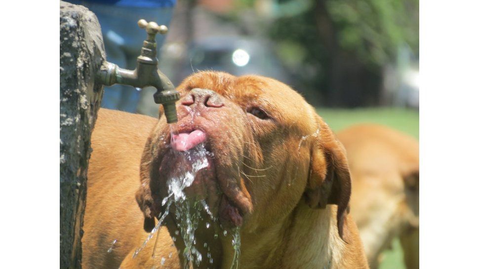 Calor - perro