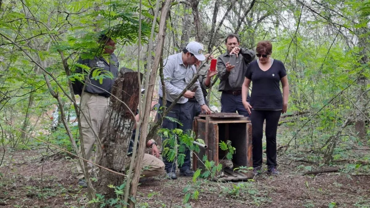 47 ejemplares de fauna silvestre regresaron a su hábitat