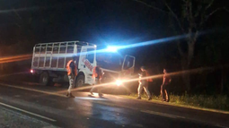 Secuestran 15 animales y demoran a dos hombres por documentación falsa en Jujuy