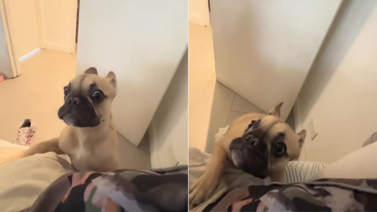 Una bulldog francés conquistó TikTok con su reacción tras una travesura: “Es una dramática” &nbsp;