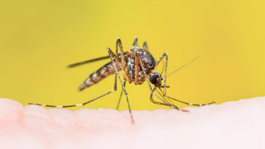 Fiebre amarilla. Fiebre amarilla.