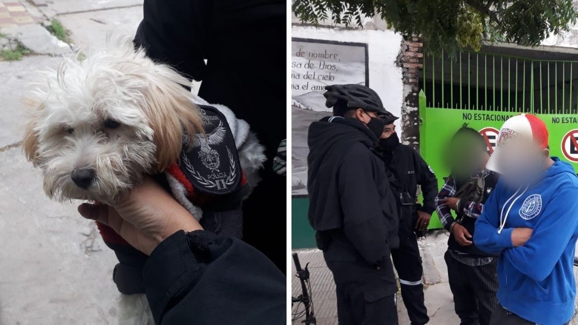 Todo Jujuy | perro 21.jpg