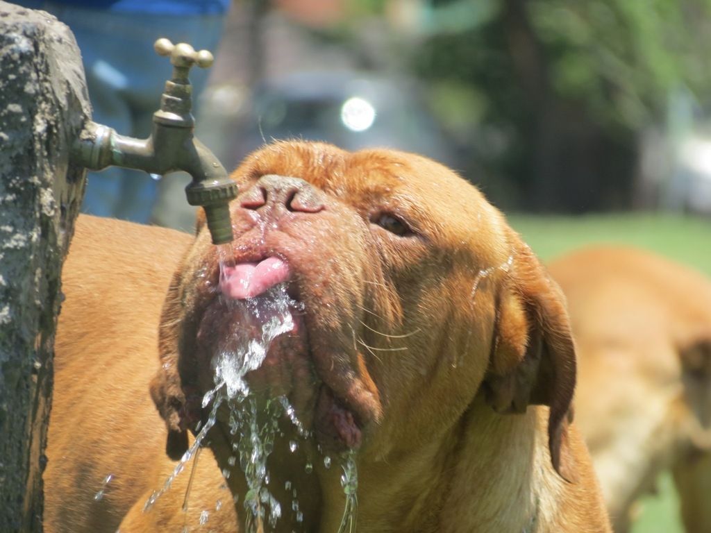 Calor - perro