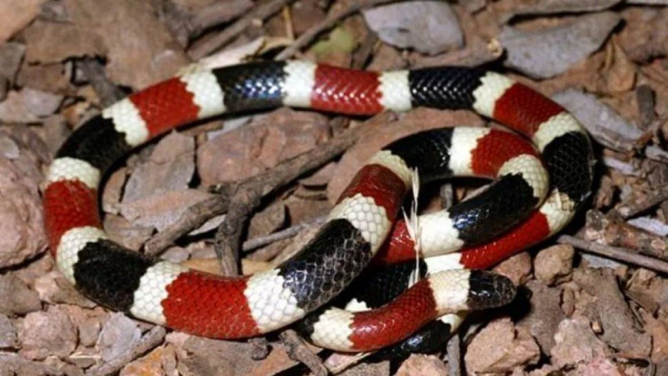 serpientes en jujuy: encontramos tres especies venenosas
