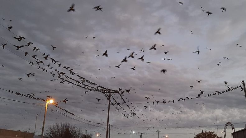 Invasiónde loros barranqueros