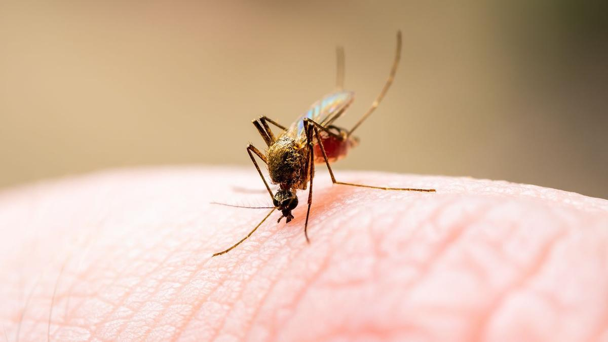 Mosquitos.