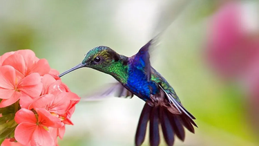 Qué significa que te visite un colibrí según la Inteligencia Artificial.&nbsp;