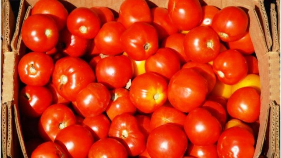 Tomates más baratos