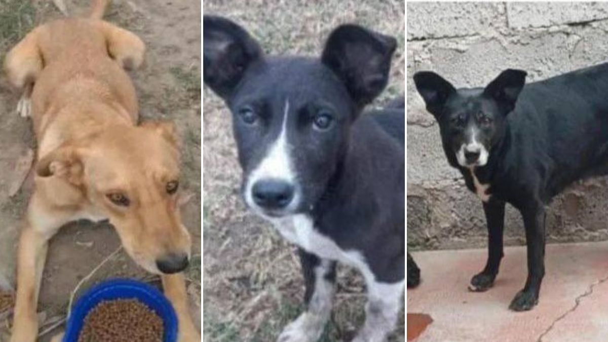 Ocho perros aparecieron muertos cerca del río en Los Perales.