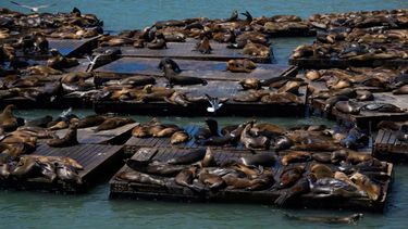 Así es el león marino gigante que es furor en San Francisco y arrasa en redes.