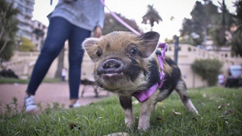 Los mini pigs, las mascotas que llegaron a la Argentina y hacen furor