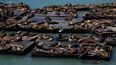 Así es el león marino gigante que es furor en San Francisco y arrasa en redes.