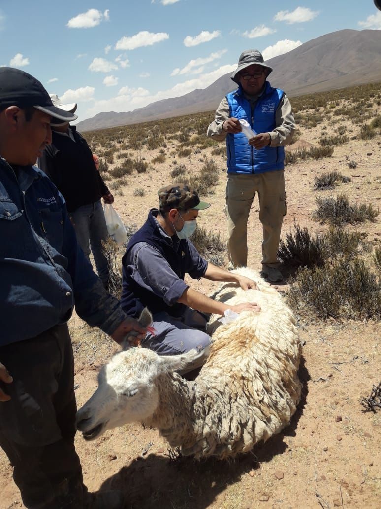 Puna de Jujuy: robaron ocho llamas, las mataron y los vecinos lograron detenerlos (foto ilustrativa)