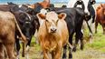 Robo de vacas en La Quiaca.