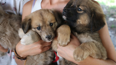 Carnaval de las Mascotas: invitan a una jornada para promover la tenencia responsable Carnaval de las Mascotas: invitan a una jornada para promover la tenencia responsable