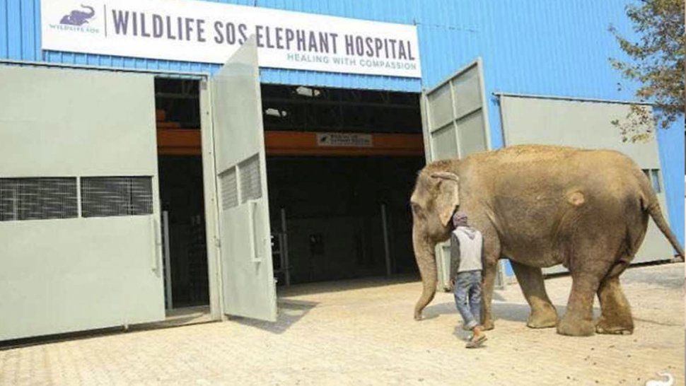 india abre las puertas de su primer hospital para elefantes maltratados