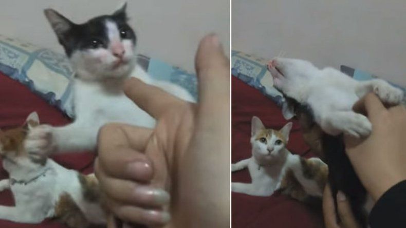 Mirá el video del gato que finge su propia muerte