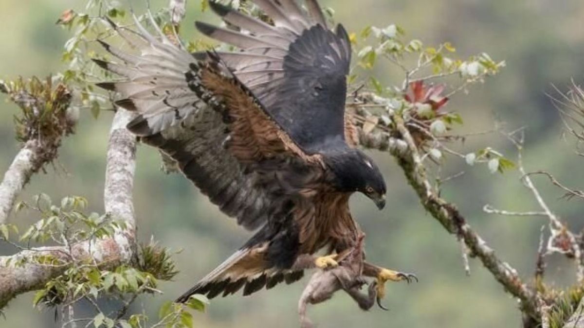 Parques Nacionales la imponente águila que habita en Jujuy