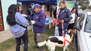 Castración y vacunación antirrábica: el cronograma semanal en barrios de Jujuy Castración y vacunación antirrábica: el cronograma semanal en barrios de Jujuy